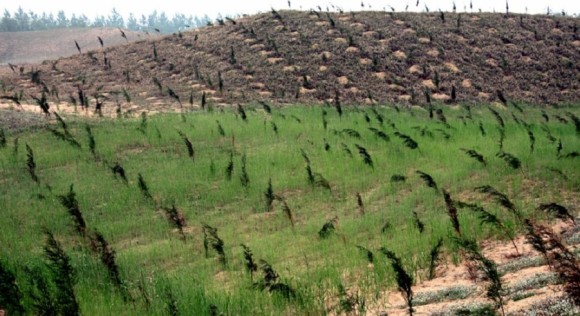 大荔县沙苑初春