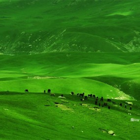 那拉提草原---心醉了