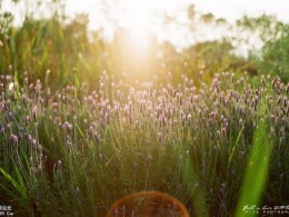 四月天遇见薰衣草