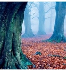 与树有关的一切