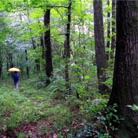 七月朱雀森林公园