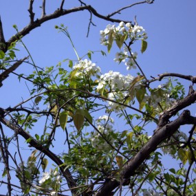 梨花压不住2-应要求补拍增发。