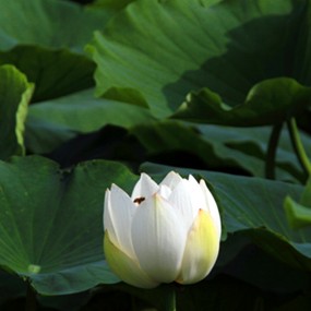 再拍渭河的荷花