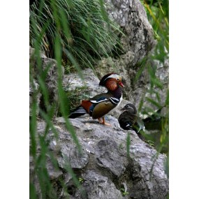 只羡鸳鸯不羡仙