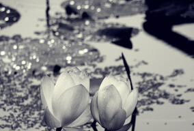 梦·荷 - DJ Lou/路彦峥