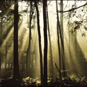 Nelleke Pieters 迷雾森林