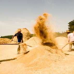 农村打麦子场景还记得吗