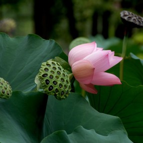 【秋荷】植物园随拍