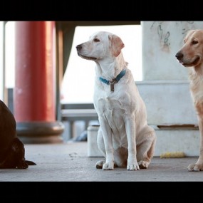 金毛与拉布拉多