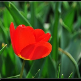 丰庆公园：郁金香