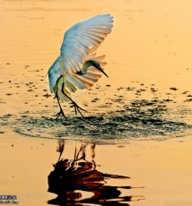 飞鸟 镜头中的精灵