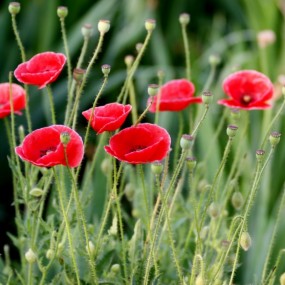 美丽的花——似罂粟而非罂粟