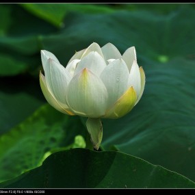 荷花（简易制作），指导！