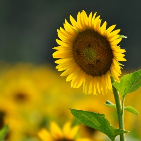 争先恐后采蜜忙