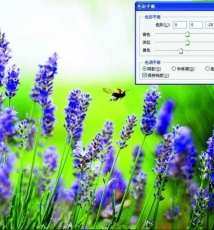 拍摄薰衣草 远、近经典场景