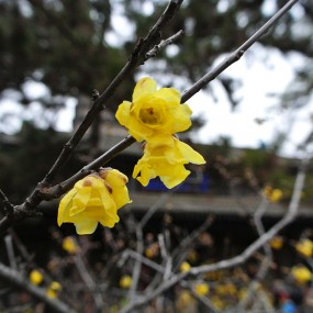小雁塔里腊梅香