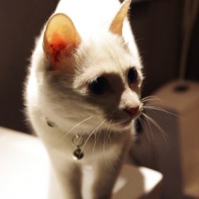 我可爱的小猫Winnie