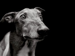 Traer Scott 黑白摄影 | 旺星人肖像