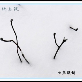 雪地"太极"