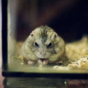 我和我的小伙伴系列-航海王基德