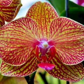 娇艳的胡姬兰花