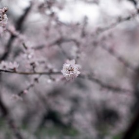 开春的几张小花