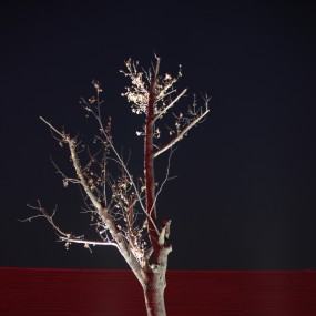 新手第一次学习