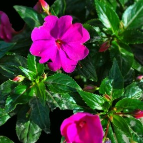 待到山花烂漫时，她在丛中笑