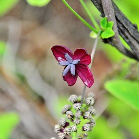 供大家鉴赏在秦岭拍摄的奇特花