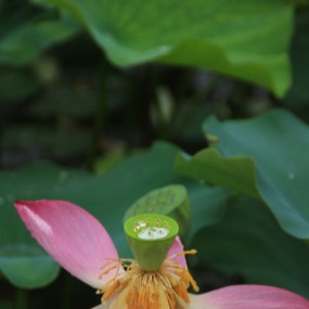 雨中荷花