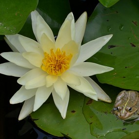 水中的女神【睡莲】