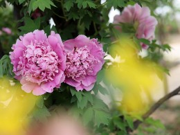 乾陵牡丹真国色（再续）