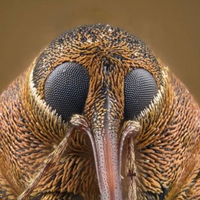 Olympus BioScapes 2010 Winners