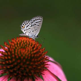 别具一格松果菊