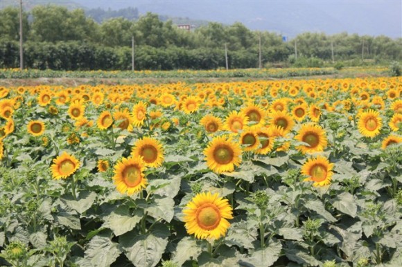 楼观台的金葵花