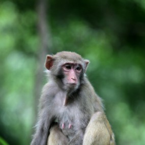 七月采风季之七 登山遇猴记