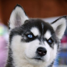 霸气的雪狼小犬