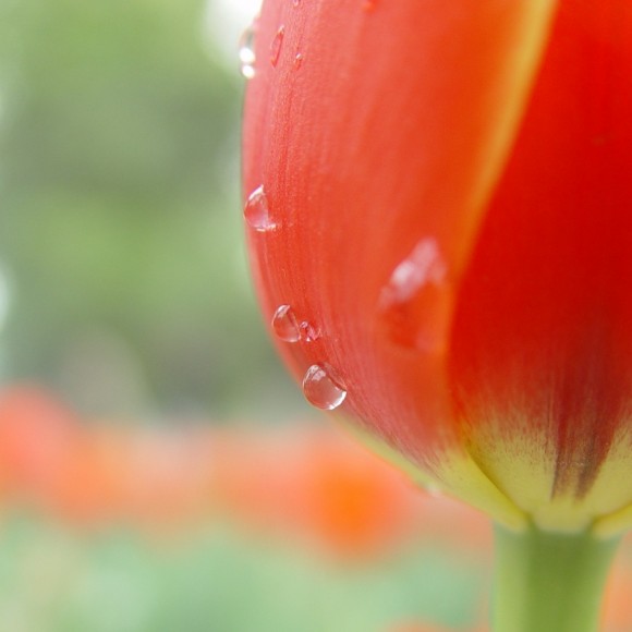 兴庆公园郁金香花开了