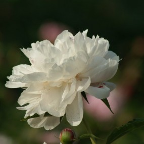 妩媚多姿芍药花（2）