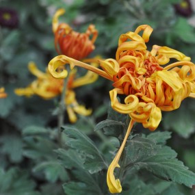 【我花开后百花杀 冲天香阵透长安】