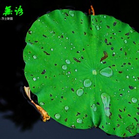 siwis拍摄的荷花