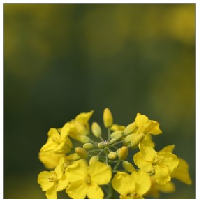 汉中油菜花之微距