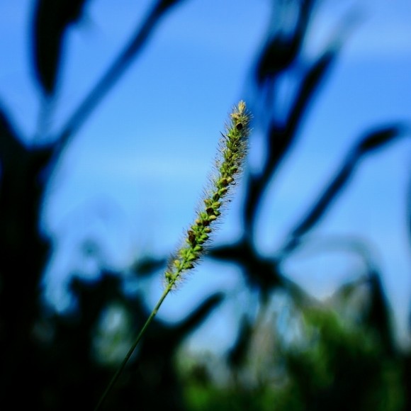 国庆随拍，请指点！