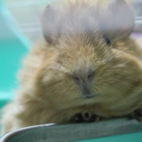 我的新朋友，哈哈~