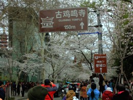 2019南京鸡鸣寺赏櫻花