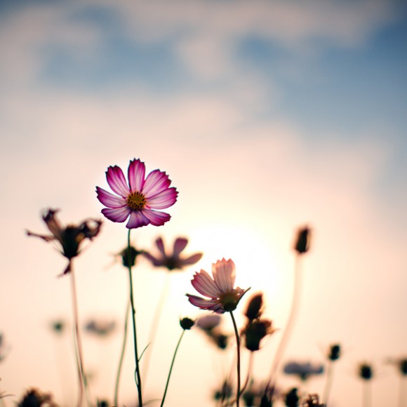 夏末的格桑花！